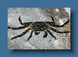 Helengeli 104